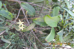 Cryptolepis grandiflora